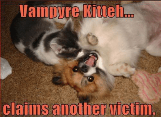 vampire kitten