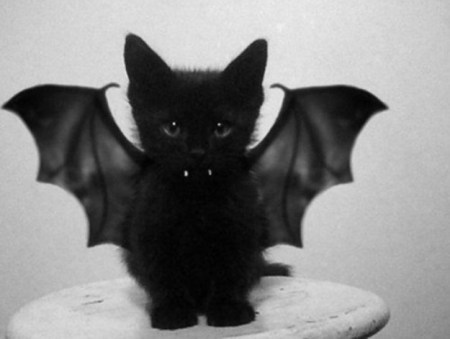 bat cat